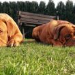 Neue Bilder von Ann und Tabasco