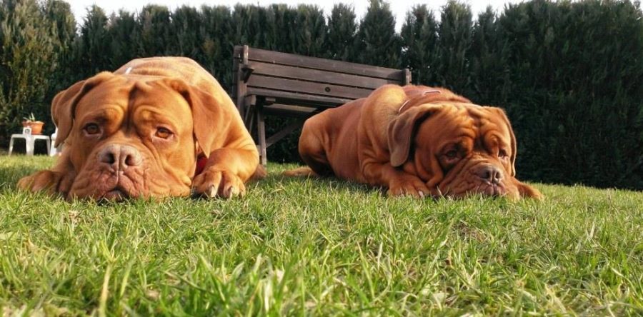 Neue Bilder von Ann und Tabasco