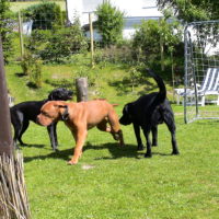 Juni 2010