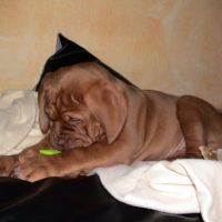 Februar 2010