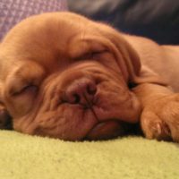 Diva – mein neues Zuhause