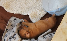 4.-5 Week (1)