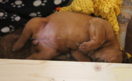 4.-5 Week (11)