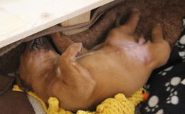 4.-5 Week (13)