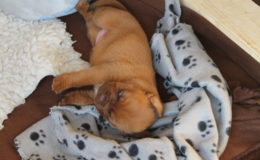 4.-5 Week (3)