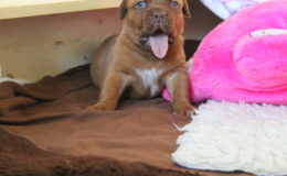 4.-5 Week (33)