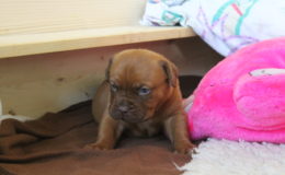 4.-5 Week (34)