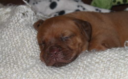 4.-5 Week (54)