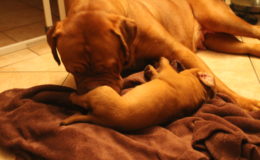 4.-5 Week (63)