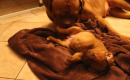 4.-5 Week (65)