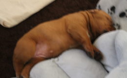4.-5 Week (7)