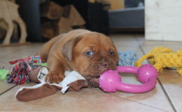 4.-5 Week (78)