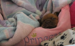 4.-5 Week (9)