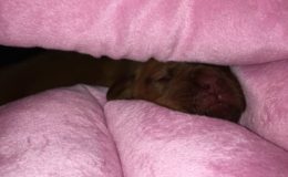 IMG-20180410-WA0002