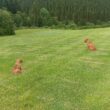 Ab jetzt jeden Tag auf´m Golfplatz ;)