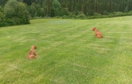 Ab jetzt jeden Tag auf´m Golfplatz ;)