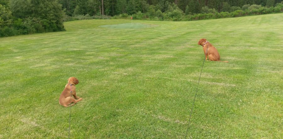 Ab jetzt jeden Tag auf´m Golfplatz ;)
